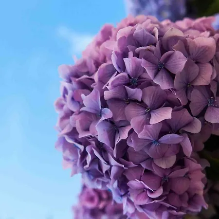 Apartmán Jelena Molunat